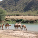 Wadi Dharbat