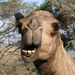 Kamel